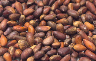 Close-up photo of many roasted piñon pine nuts