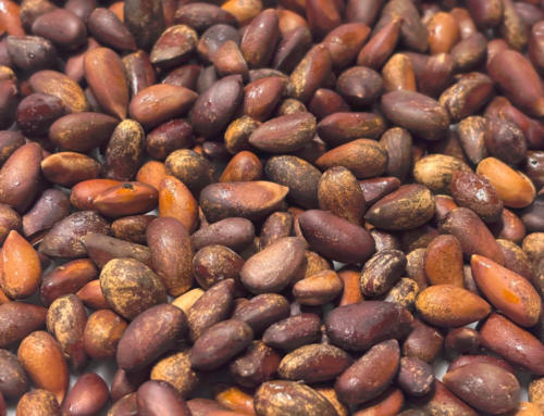 Piñon Pine Nuts